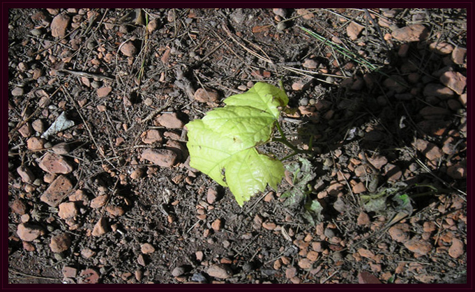 Detectives en la Nea