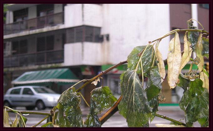Detectives en la Nea
