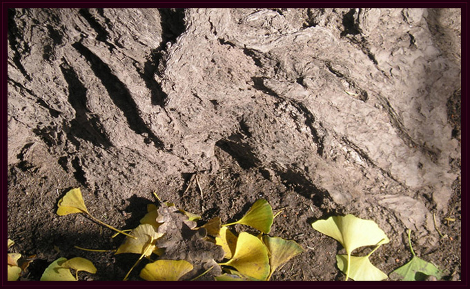 Detectives en la Nea