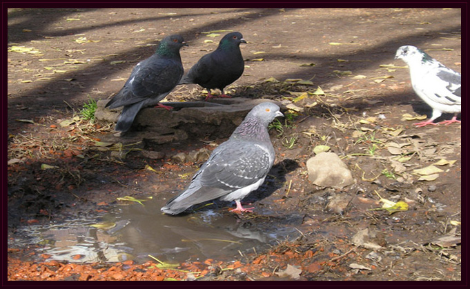 Detectives en la Nea